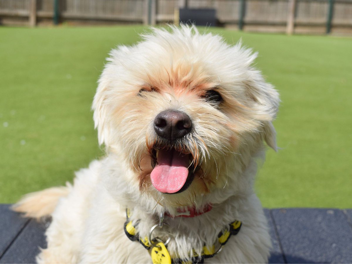 DT_WestLondon's tweet image. 1.5 year old Maltese X Harry is looking for his Pawfect match 🐶

Read all about him here: bit.ly/42dc72x

#Maltese #Poodle #Crossbreed #Adoption #RescueDog #DogsTrustWestLondon