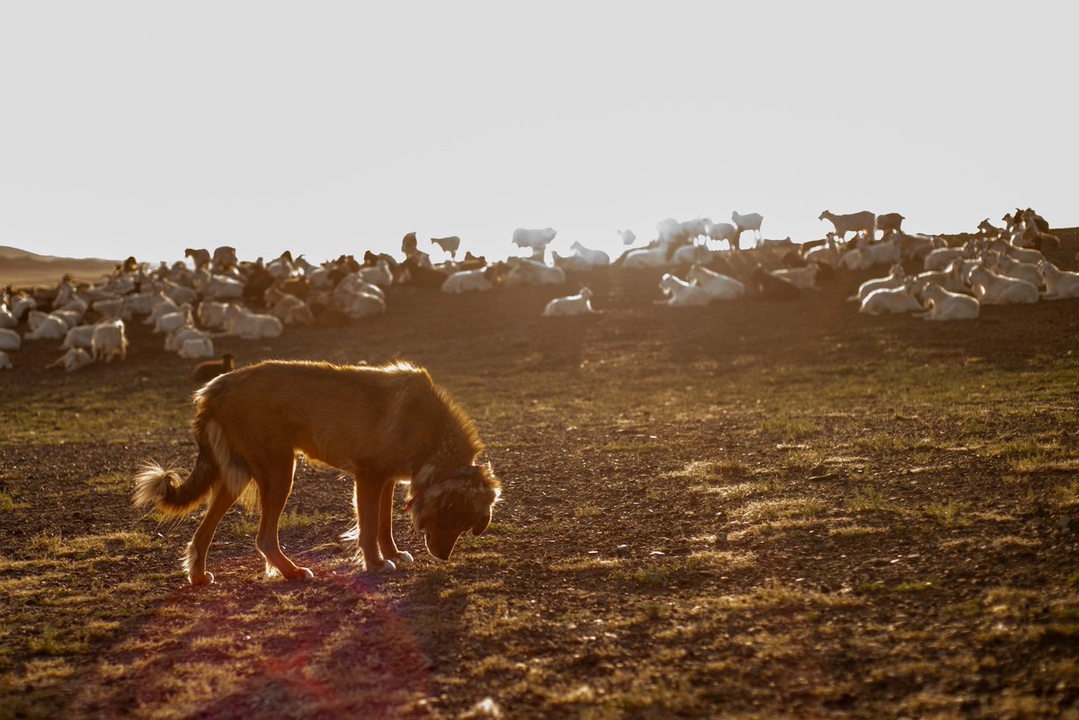 Sharko (Yellowy) with the herd in Nomgon soum, Umnugovi province.

#bankhar #Mongolia #livestockguardiandog