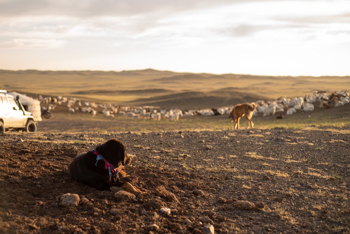Another beautiful sunrise scene at the summer camp in the Gobi!

#bankhar #Mongolia #livestockguardiandog
