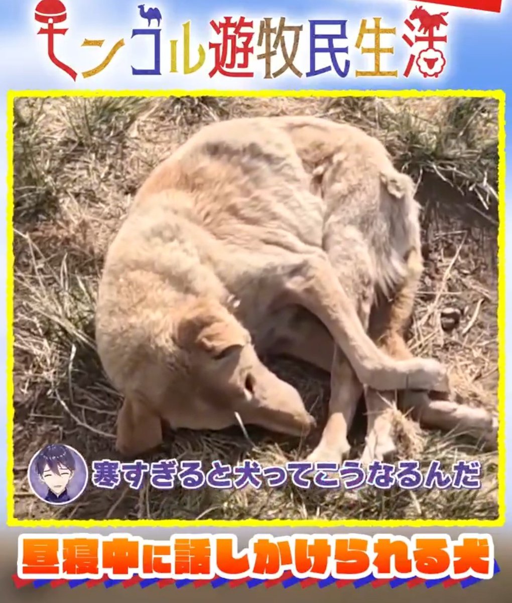 背筋が地平線の犬が丸まったらそれはもう地球なのではないか