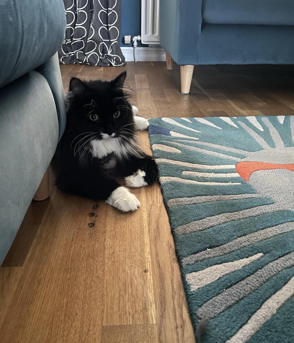 We recently helped Boots into his new home, and received these lovely photos today from Arlene his new owner ❤️ Boots has settled in so well. Isn’t he gorgeous? Happy new home Boots 🏠 🥰 🐱