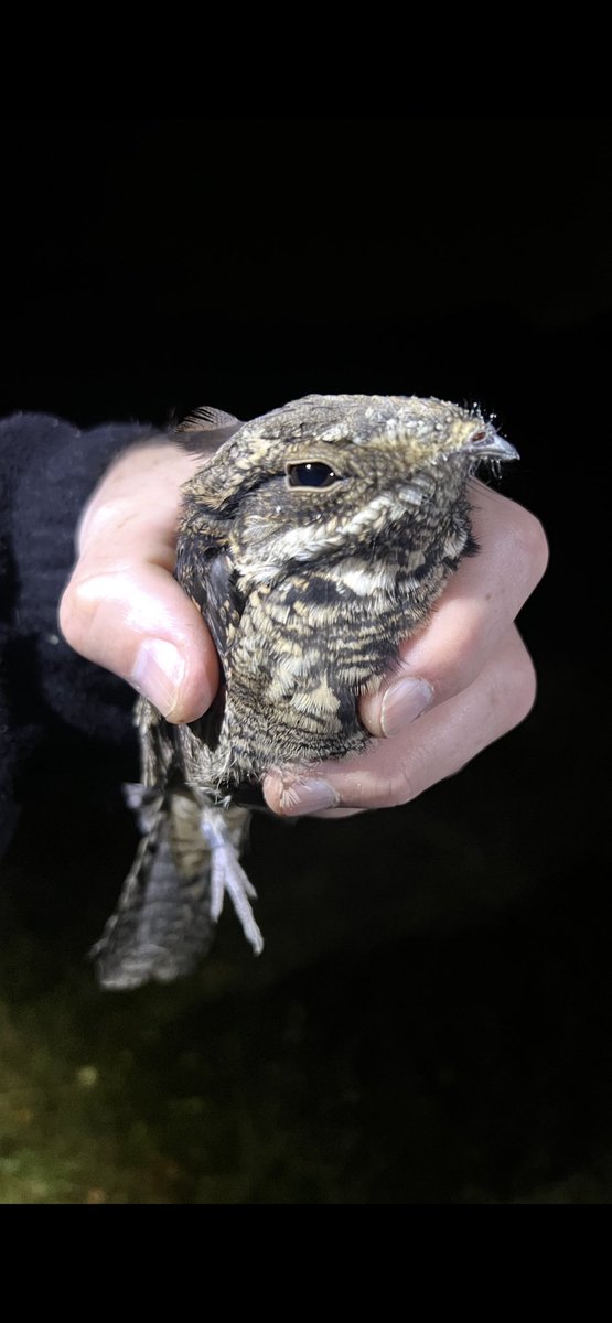 West Midlands Ringing Group (@ringerswm) on Twitter photo Fantastic news! A Nightjar was ringed at <a href="/LaneMarsh/">Marsh Lane Nature Reserve</a> last night, just a stone’s throw from Birmingham Airport ✈️. That makes 6 in 4 years, all juveniles, highlighting a clear migration route for these elusive birds 🌙🪶. #Nightjar #BirdMigration Fantastic news! A Nightjar was ringed at <a href="/LaneMarsh/">Marsh Lane Nature Reserve</a> last night, just a stone’s throw from Birmingham Airport ✈️. That makes 6 in 4 years, all juveniles, highlighting a clear migration route for these elusive birds 🌙🪶. #Nightjar #BirdMigration