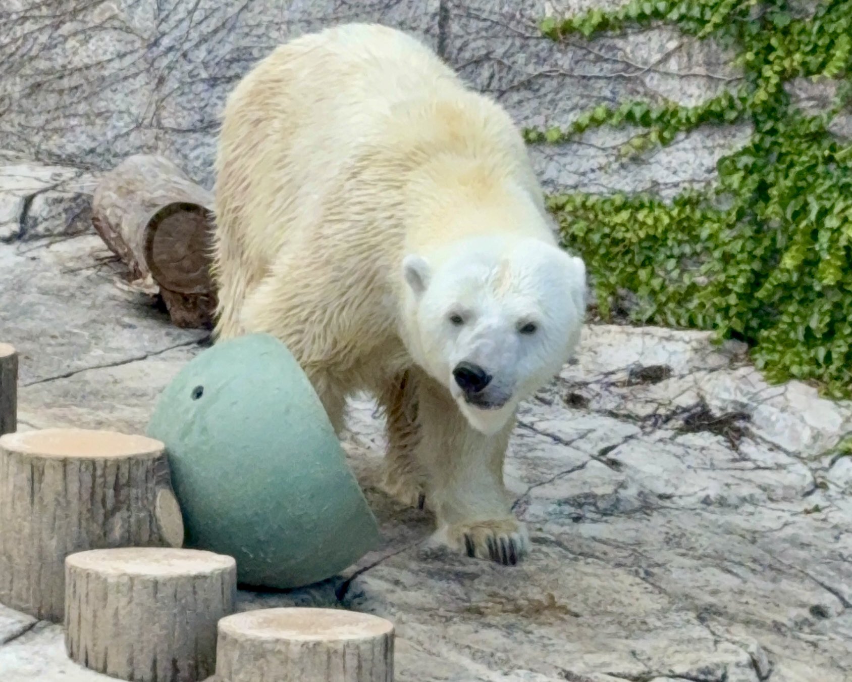 円山動物園 ガチャ 木製キーホルダー ホッキョクグマ ララファミリー 5点セット 円山動物園 ガチャ 木製キーホルダー ホッキョクグマ ララ