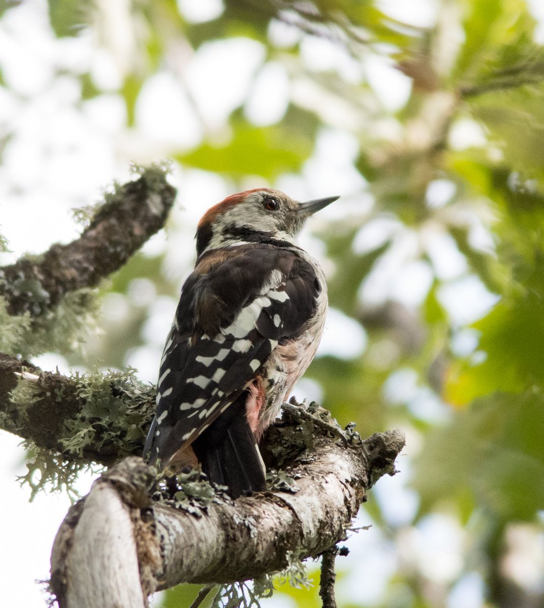 Middle spotted woodpecker