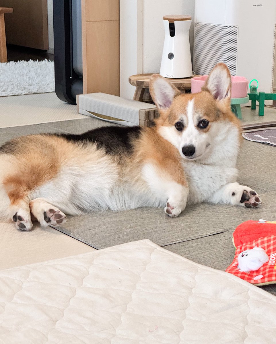 古布を纏ったコーギー雛 ふかふかのお布団で暴れまくるコーギーの姉妹♡｜いぬのきもち