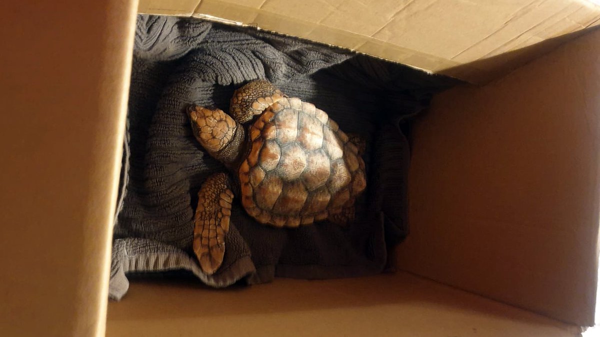 From the Brink to Thriving, how People, Aquariums, (IWDG) Irish Whale and Dolphin Group and our local vets, Rita Gately &amp; Lindsey Cox, can rescue stranded turtles. Thanks to <a href="/Galwaybayfmnews/">Galway Bay fm News</a> for story: galwaybayfm.ie/galway-bay-fm-…
#TurtleRescue