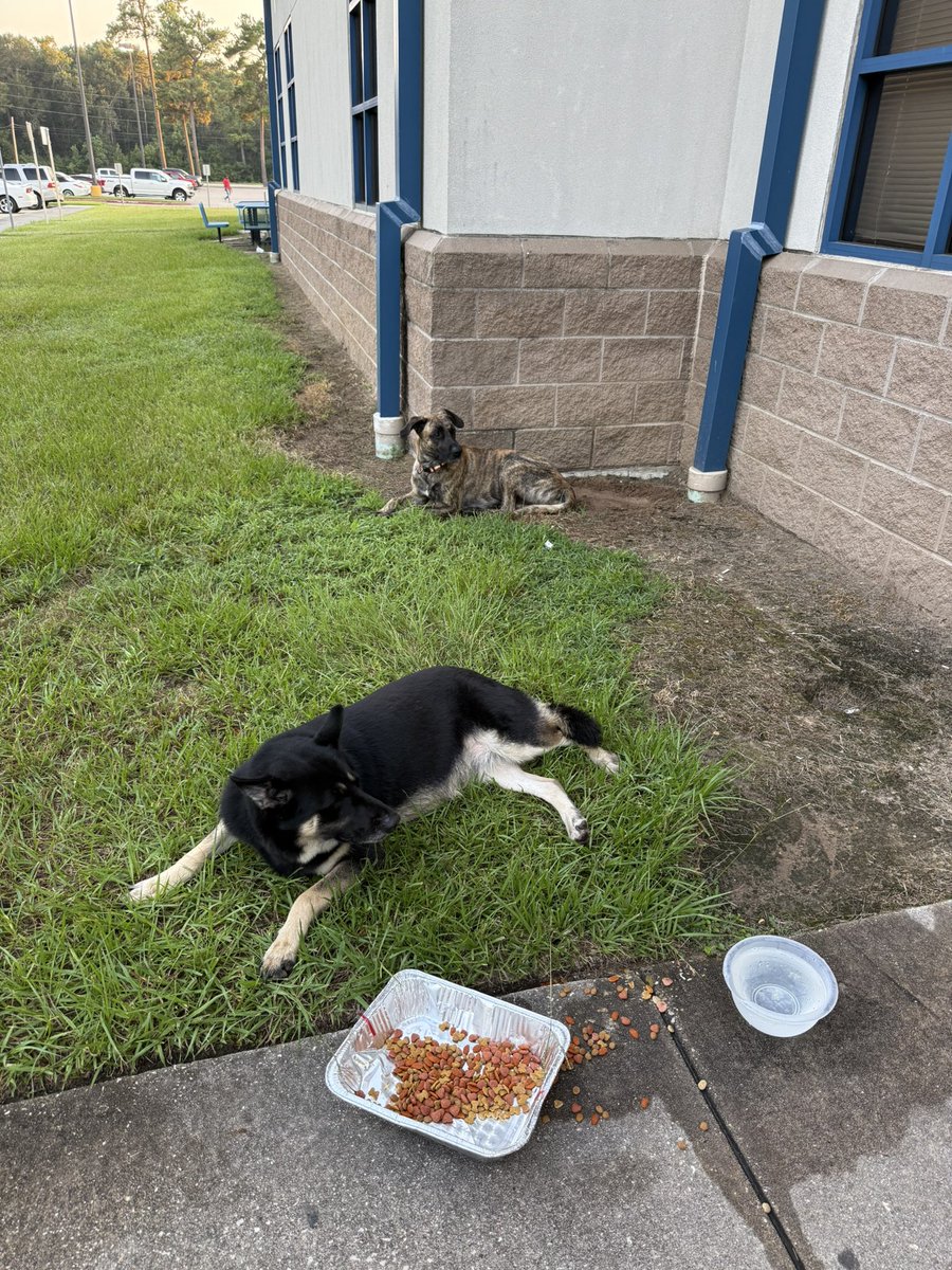 If your dogs are missing, they are at the D2 Station located at 7900 Will Clayton Pkwy. Please, come pick them up.