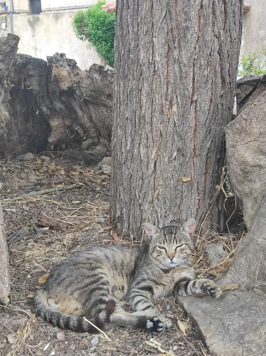 Dentro del tronco seco de la vieja olma muerta de grafiosis crece un olmo que, quizá, llegue a ser olma, y a su sombra duerme un gato, que para eso hay olmos que llegan a olma, para guardarnos a su sombra.