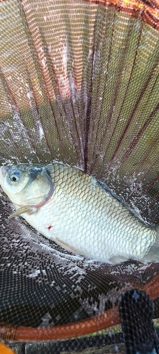 kohoku58's tweet photo. 今日の朝日池🌞🌞
水面ワキワキ祭🎆🎆を想定して
0.9M両🍡　8尺🎣
手水調整して浅ダナエサのニオイ嗅ぎながら👃カラツンフィーバーを楽しみました🔥🔥🔥
玉で針外し中の暴れん坊ヘラさんにより1割のハリス切れと体中にヘラ臭を身に付けてレベルアップしました🎣🎣🎣 https://t.co/54bYq2SFNX