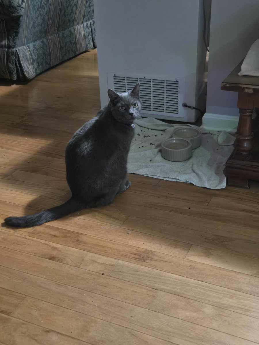 MattyBWolf's tweet photo. Cat has not been fed in 6 hours...cat will expire if noms are not dropped in the bowl immediately lol. Joe always acts like we havent fed him in days when we wake up for work. https://t.co/Le5ezYHn2Z