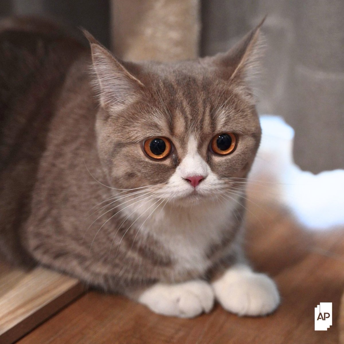 AP_Inspire's tweet image. ซื้อของเล่นมาให้เป็นสิบ สุดท้ายชอบไปอยู่ในกล่อง
เพราะกล่องเหมือนเป็นพื้นที่เซฟโซนของน้องแมว กล่องมีทางเข้าออกจำกัด ซึ่งธรรมชาติของแมวเป็นนักล่าที่ชอบซุ่มดู คอยมอง คอยดูเหยื่อ ก็เลยมองหาที่ปิดที่ตัวเองสามารถซ่อนตัวได้
เลยทำให้กล่องนี่แหละที่ตอบโจทย์แมวทุกข้อ…