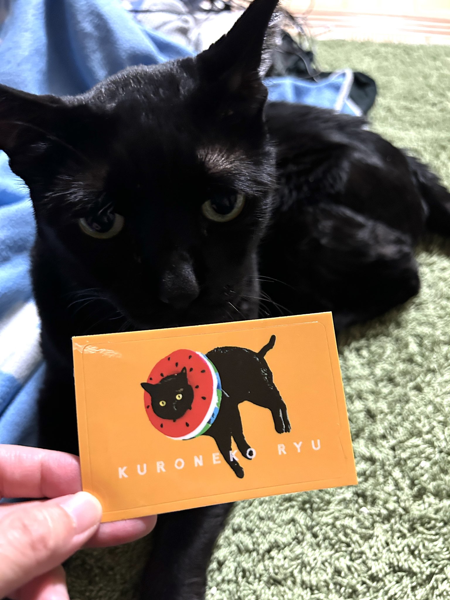 夢ネコ Yahoo!オークション - セガトイズ 夢ねこ プレミアム 猫