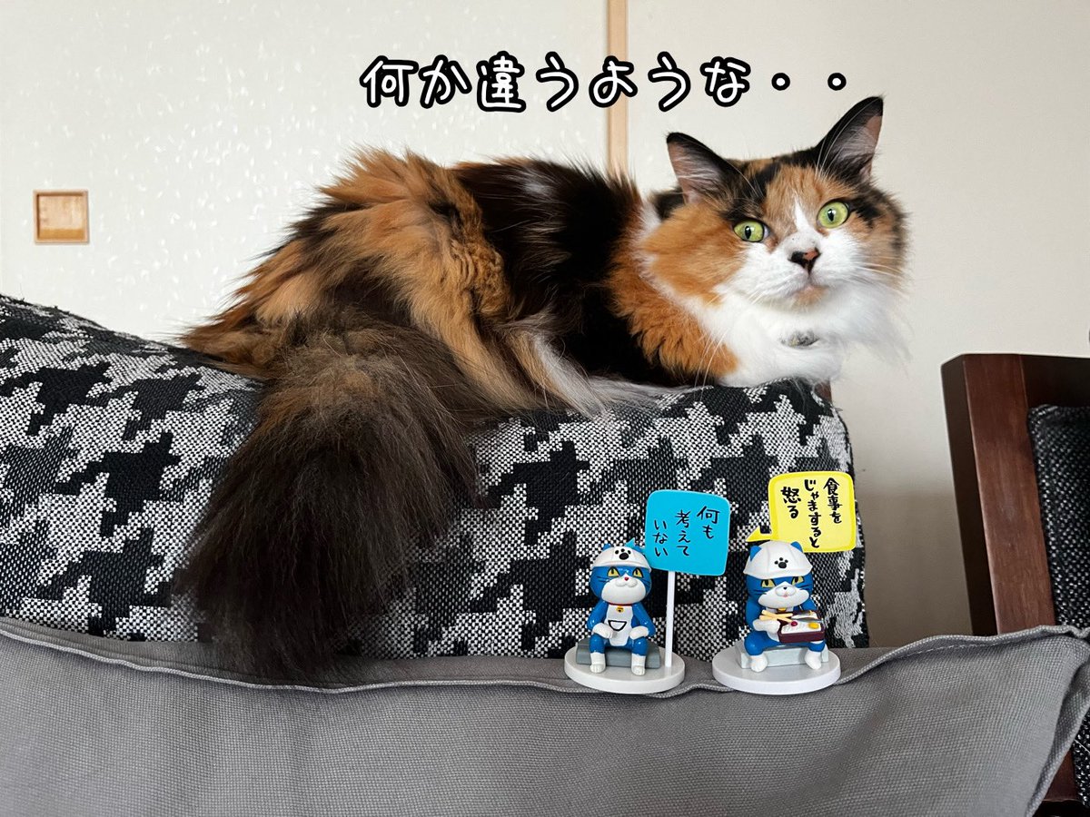 ねこ♡L あずねこ@7N4NXK / ちばYH27 on X: 