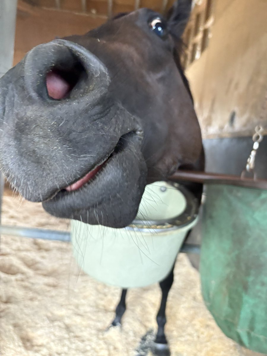 メンチ切り…？

#競走馬の日常