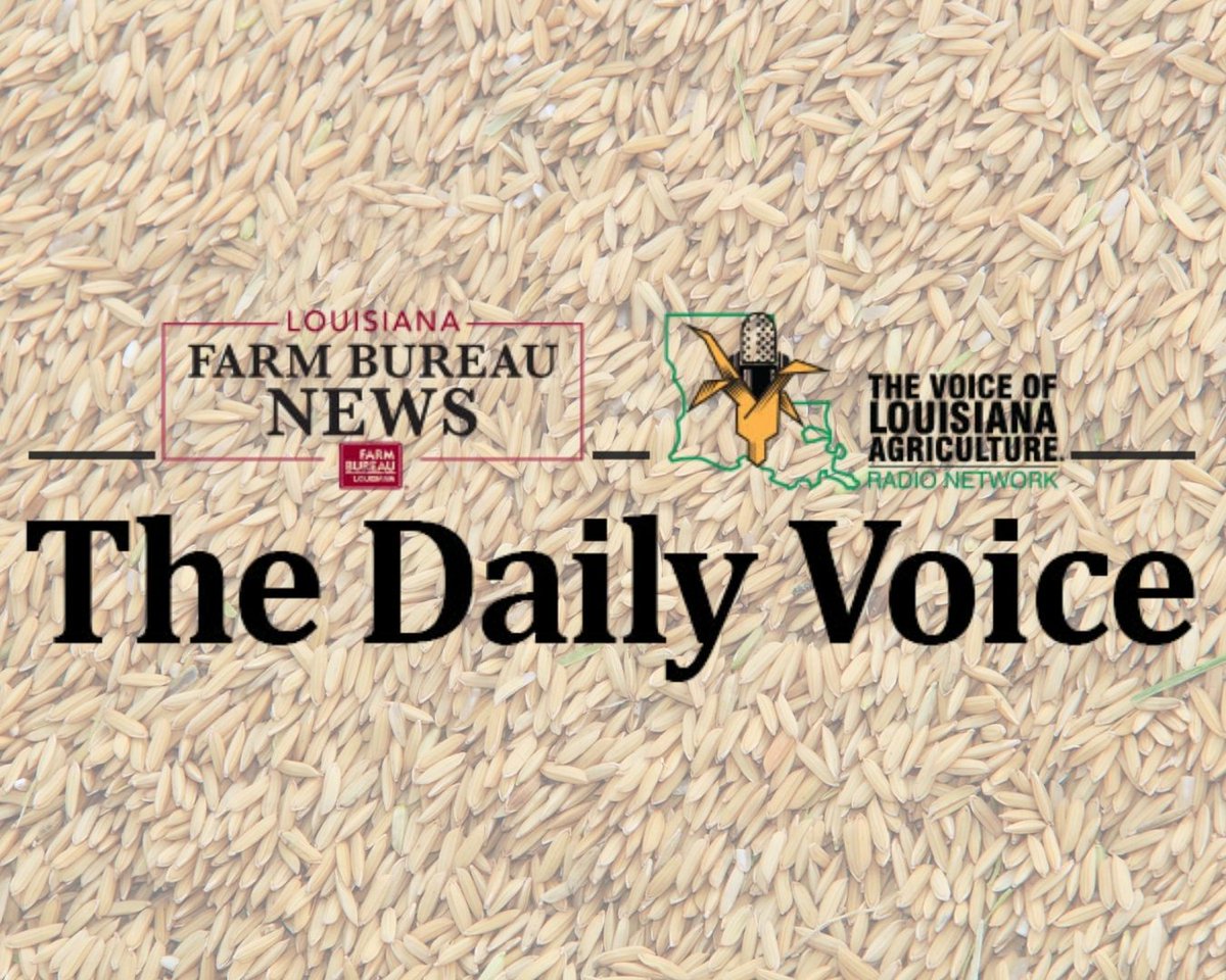 The Daily Voice - mailchi.mp/lfbf/the-daily…