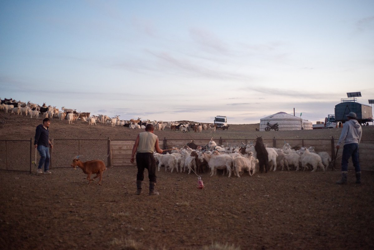 Apart from mare milking, there is goat milking that needs to be done in the summertime. Late in August, the kids/yearling goats are already weaned and sent to neighbor's herd. The mothers need to be separated from the rest of the herd.

#Mongolia #nomadiclife #Gobi #goats