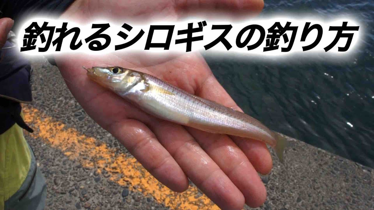 【中古】 つり入門 Ｇｏ　ｇｏ！フィッシング/山海堂/多岐淳 中古】 つり入門 Go go！フィッシング/山海堂/多岐淳 2022年