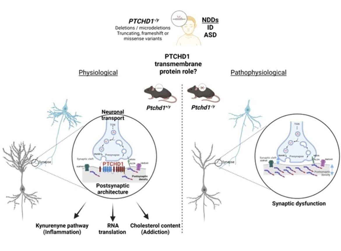 🚨 New review out in Neurosci Biobehav Rev! The PTCHD1 protein: a prominent actor in brain function and in NDDs.
👉 doi.org/10.1016/j.neub… #Neurodevelopment #Synapse #PTCHD1 #Autism 
<a href="/YannHerault/">Herault</a> <a href="/iBrain_Inserm/">iBraiN Inserm Lab 🧠 🌱</a> <a href="/Inserm/">Inserm</a> <a href="/AgenceRecherche/">ANR - Agence nationale de la recherche</a> <a href="/CNRS/">CNRS 🌍</a> @MartinS
@LaumonnierF