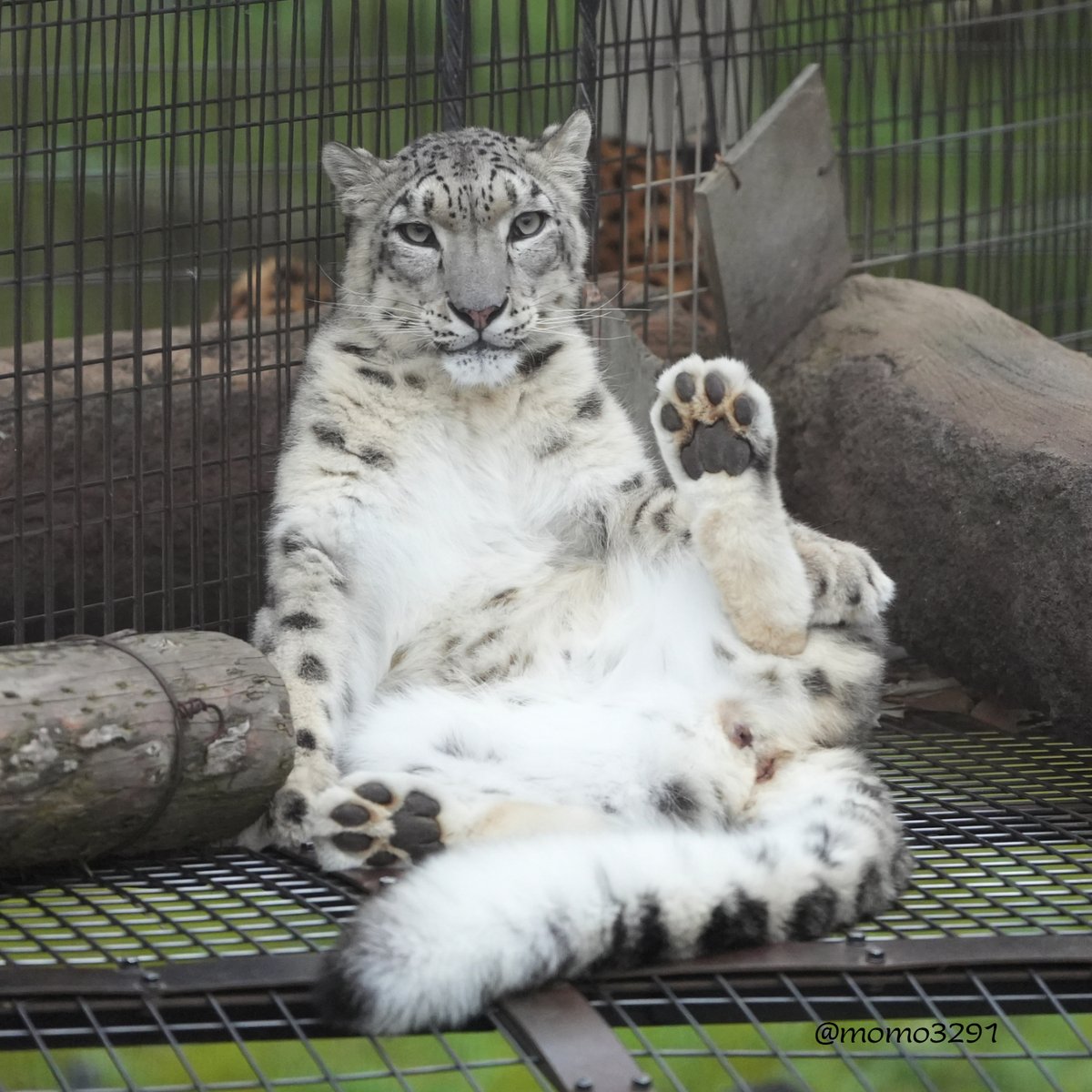 momo3291's tweet image. はぁ～い🐾
あたし、ユーリ

#旭山動物園 #asahiyamazoo 
#ユキヒョウ #ユーリ