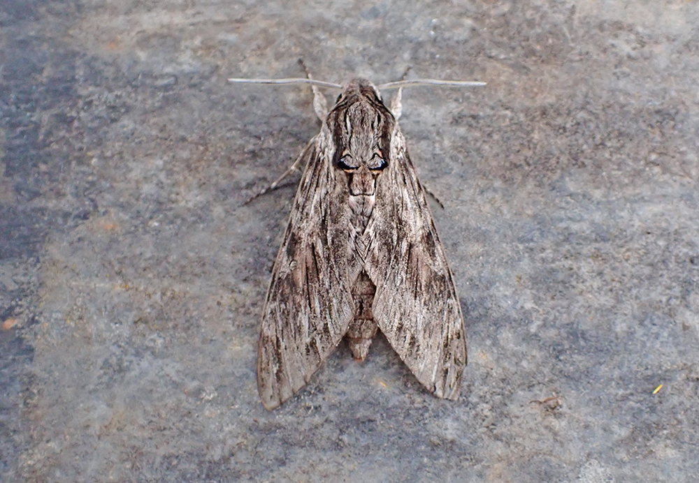 59 species in St Mellion. Perfect early on, before the wind &amp; rain arrived. Highlights: 2 Palpita vitrealis (Olive-tree Pearl), Convolvulus Hawk: 4th of the year, Rosy Underwing: 2nd garden record, Clifden Nonpariel, Old Lady, Cosmopolitan: 4th of the year &amp; Scarce Bordered Straw