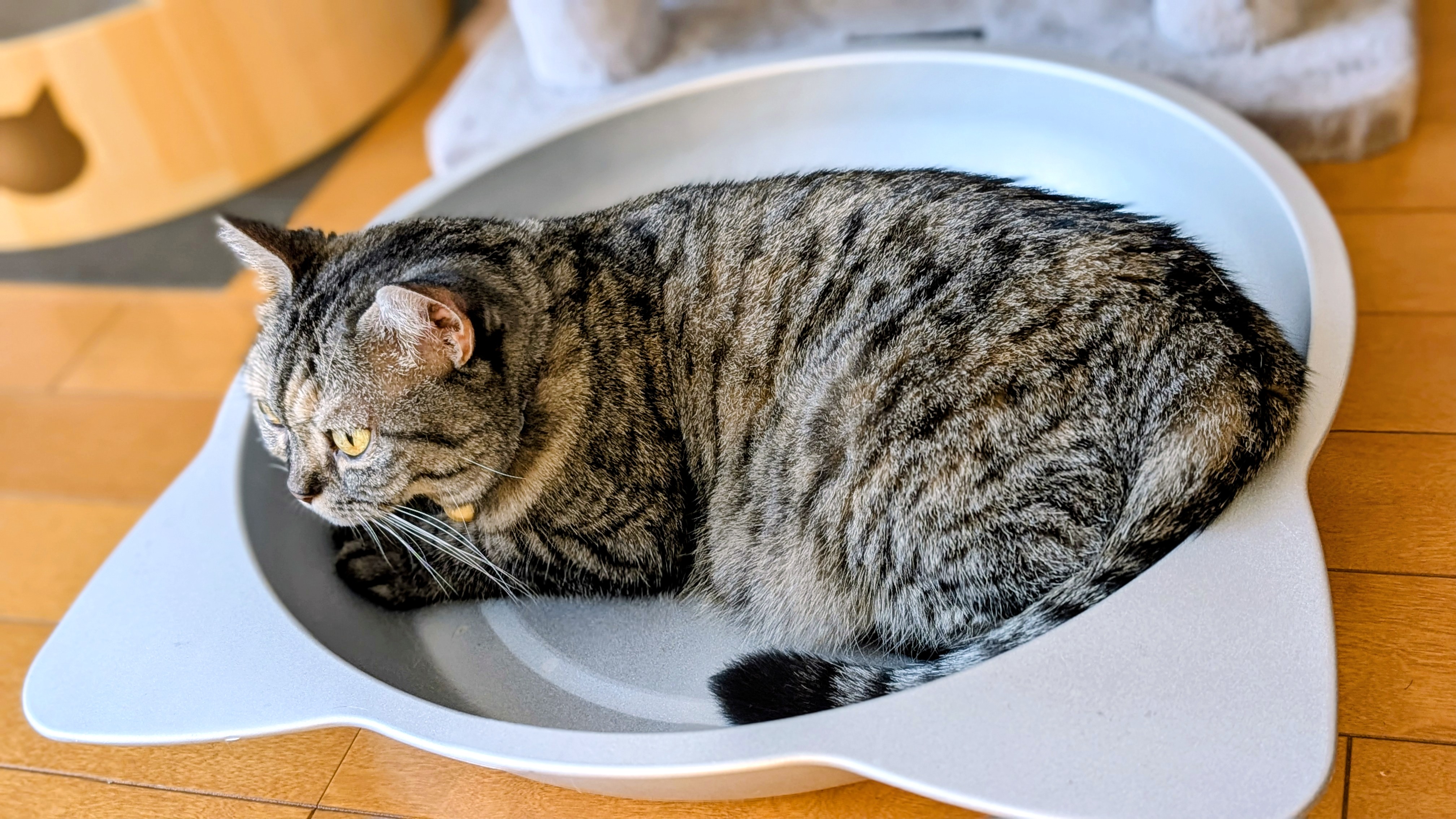 ねこ様 楽天市場】猫 ポストカード Shinzi Katoh 宮沢賢治幻燈館 猫の