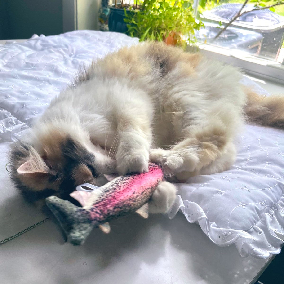 imogenecat tweet picture