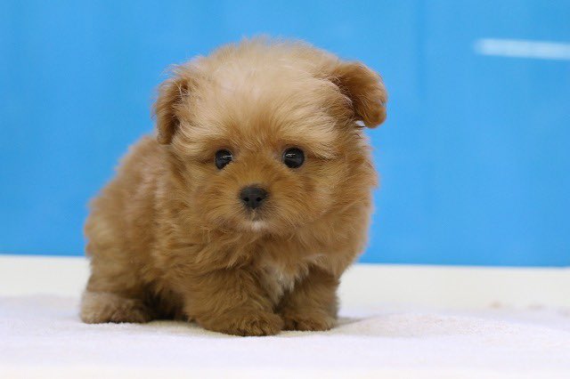 愛猫ちゃん、愛犬ちゃんに高級素材、檜の贅沢な食事台はいかがでしょうか？　日本製 猫ちゃん新入舎情報②♫ | かねだい 所沢店のブログ