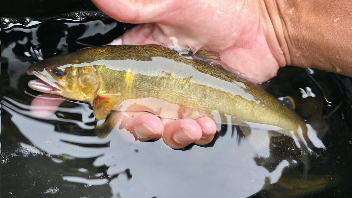 かまタナゴ (@kamata4510471) / Posts / X