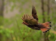 How To Find Ruffed Grouse &amp; Woodcock onX Masterclass Video eScouting
ow.ly/C0Q450WPgQ1