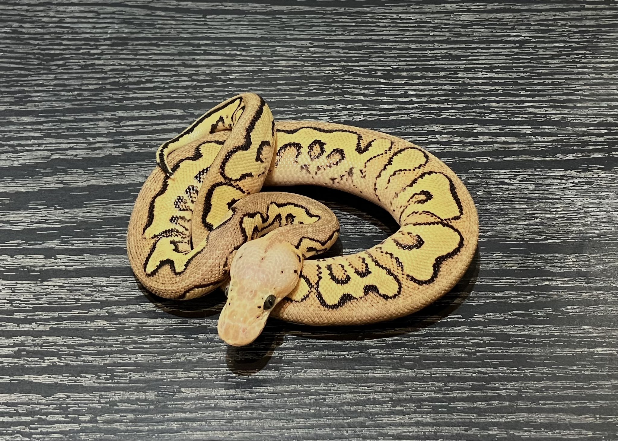 SHN REPTILES 2.0💮7日EXPO (@SHN_reptiles) / X