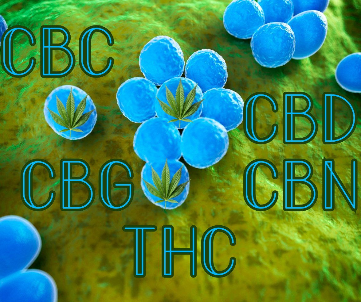 MRSA, major cause of hospital-acquired pneumonia with resistance against antibiotics. #Cannabinoids evaluated for antimicrobial activity in ongoing search for new anti-infective agents. Five main #phytocannabinoids were examined for activity against MRSA. lcqparty.org/activity_of_ca…