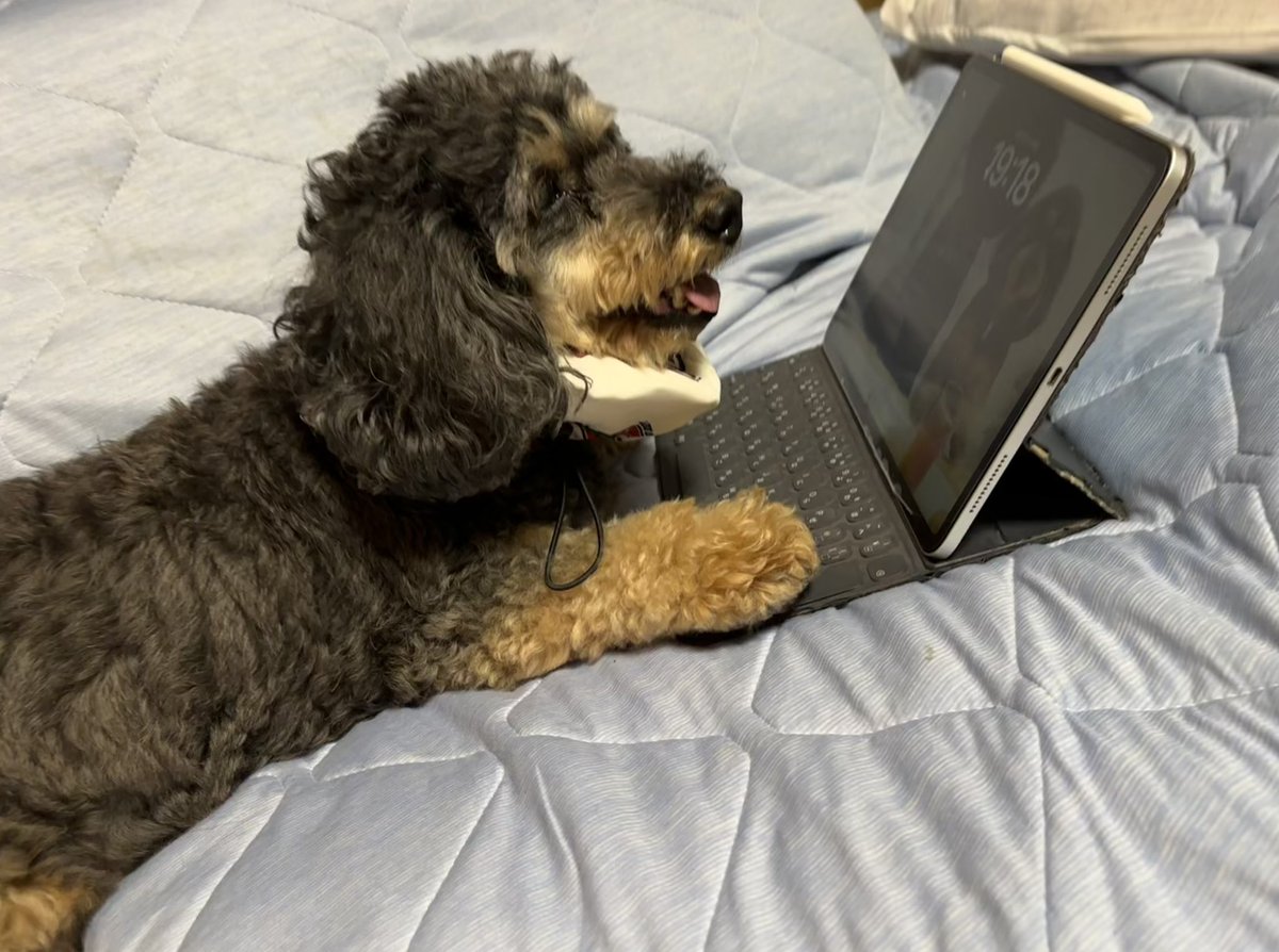 今日も暑かったですねー
さすがのナナさんも、外に散歩に行くより冷房の効いた屋内でネットサーフィンしてた方が楽しいみたいです(嘘)

明日からはぼちぼち少し涼しくなるのかな？