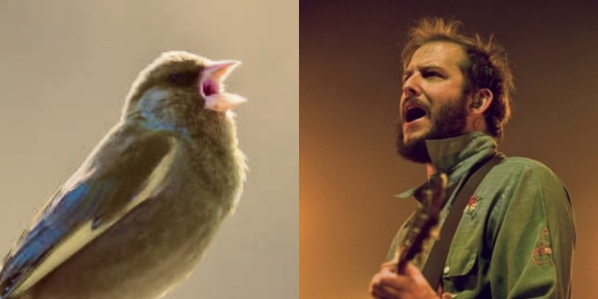 Dopplegangers: Chloris Chloris, the Eurasian Greenfinch relies on Alder tree seeds as a winter food source &amp; Justin Vernon <a href="/boniver/">Bon Iver</a>, Vernon meaning “place of alders”, who gave us Bon Iver, Bon Iver and I,I. All the best things are named twice.