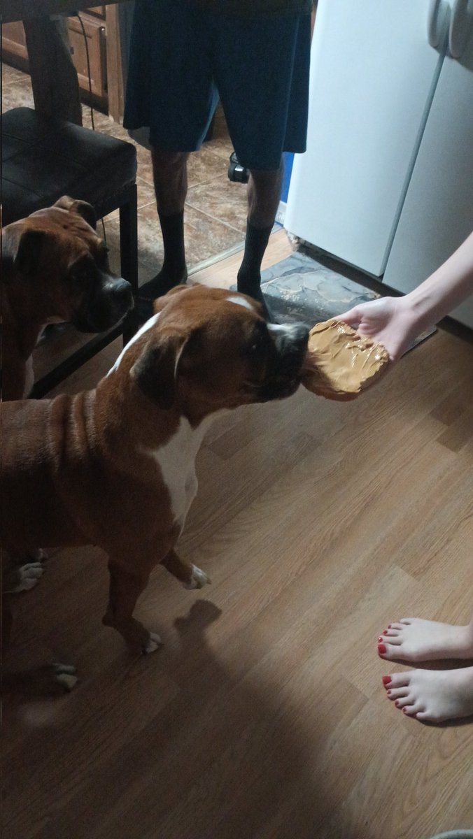 Lulu got a peanut butter Sammie for her birthday yesterday, she was so happy. She didn't care for the happy birthday singing she was focused on the PB lol
