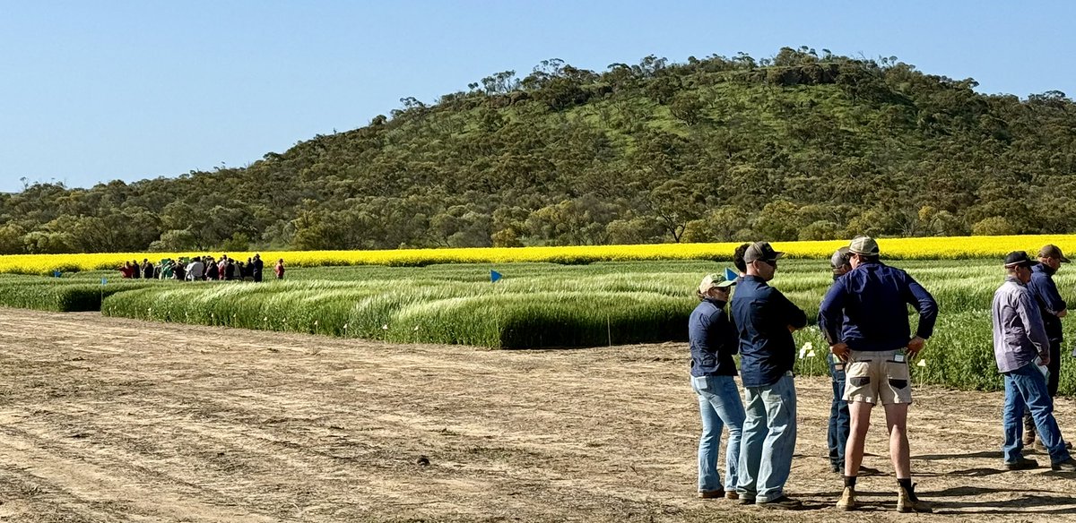 Grant Thompson (@grantcropcircl1) on Twitter photo Amazing day out for the Mingenew Irwin group field day. Great turnout in the triple figures, great weather - research at the sandplain site by BASF, Summit Fert, and GRDC NVT program.
NVTs managed by Crop Circle Research.
<a href="/GroupMIG/">Mingenew Irwin Group</a>
<a href="/GRDC_NVT/">GRDC National Variety Trials (NVT)</a>
<a href="/GRDCWest/">GRDC West</a>
<a href="/BASFAgSolutions/">BASF Agricultural Solutions Canada</a> Amazing day out for the Mingenew Irwin group field day. Great turnout in the triple figures, great weather - research at the sandplain site by BASF, Summit Fert, and GRDC NVT program.
NVTs managed by Crop Circle Research.
<a href="/GroupMIG/">Mingenew Irwin Group</a>
<a href="/GRDC_NVT/">GRDC National Variety Trials (NVT)</a>
<a href="/GRDCWest/">GRDC West</a>
<a href="/BASFAgSolutions/">BASF Agricultural Solutions Canada</a>