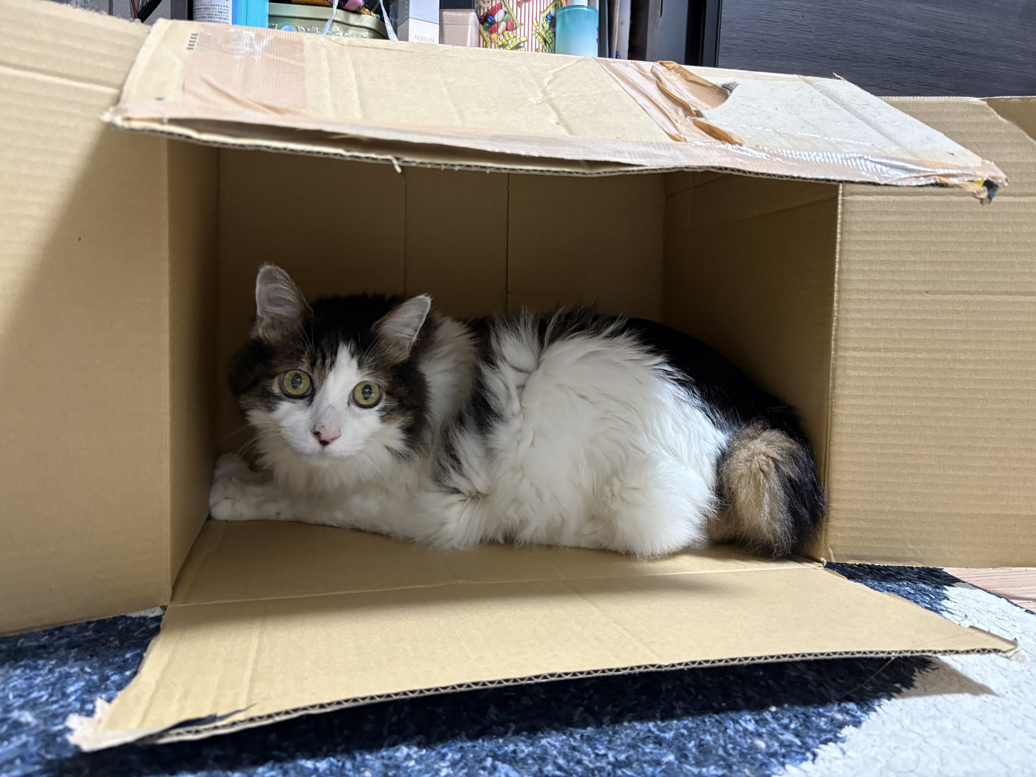 猫 愛の箱を覗く ※額装済み chra-gs1-main.jpg