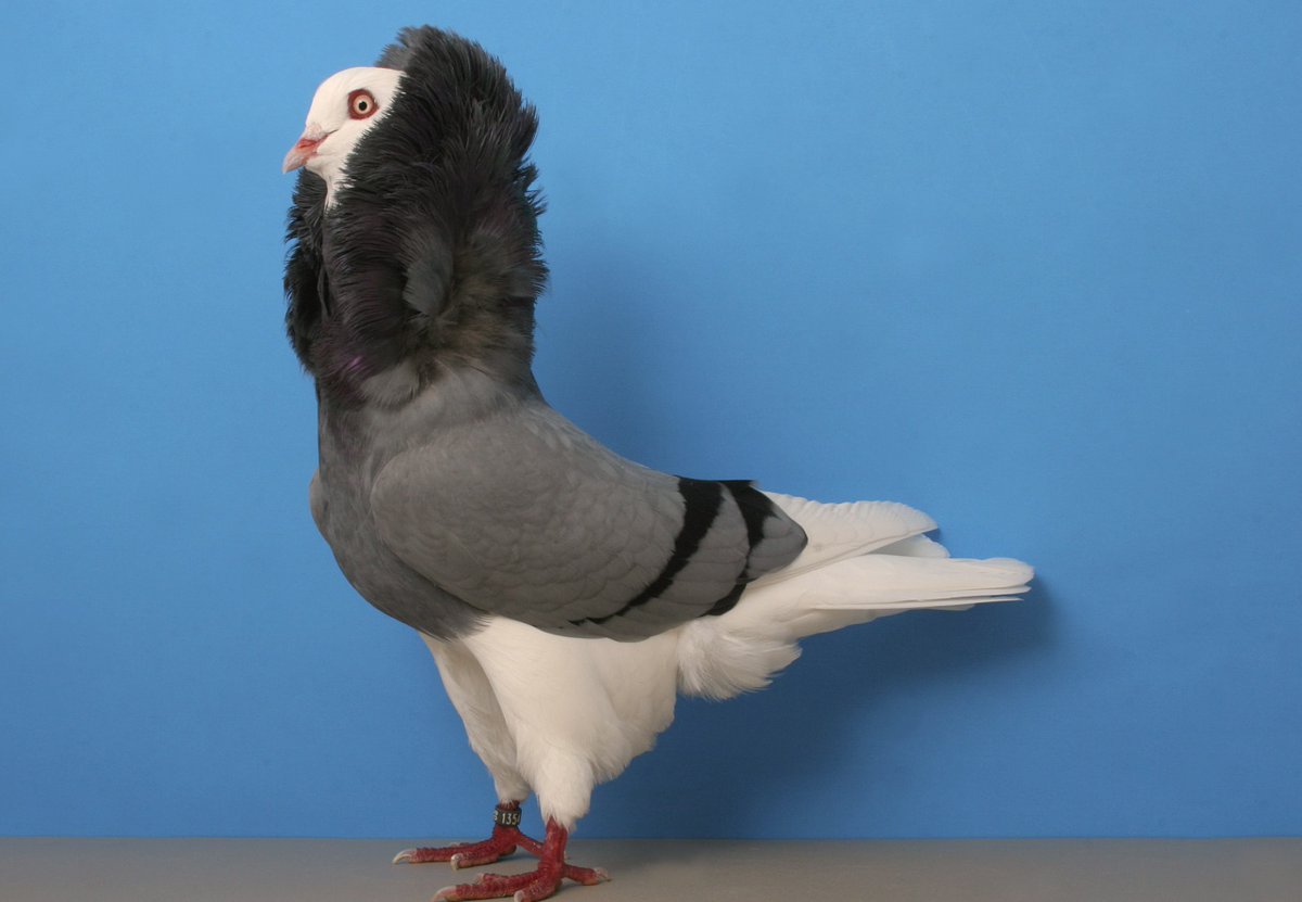 Tweet media one