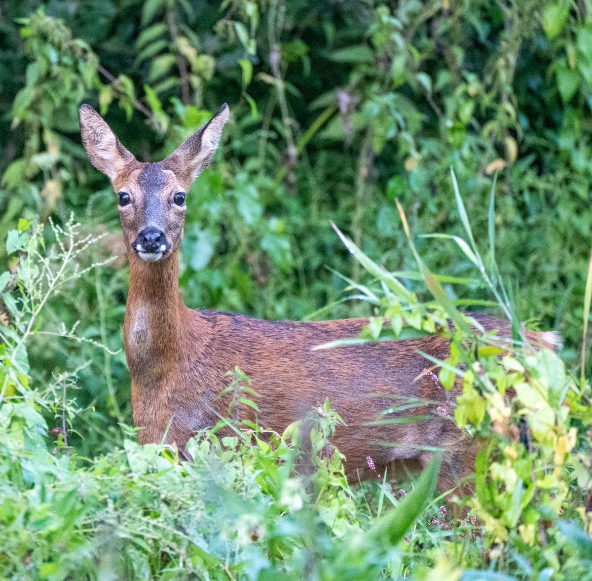 Richard Shelton (@richardjshelton) on Twitter photo Another magical encounter <a href="/WildMarlow1/">@WildMarlow</a> beautiful Roe deer in the fading evening light ❤️ Another magical encounter <a href="/WildMarlow1/">@WildMarlow</a> beautiful Roe deer in the fading evening light ❤️