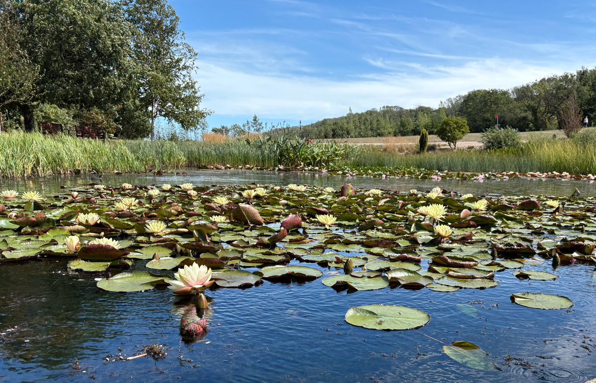 I always associate waterlilies with a #pond #dailypicturetheme #RobinHill