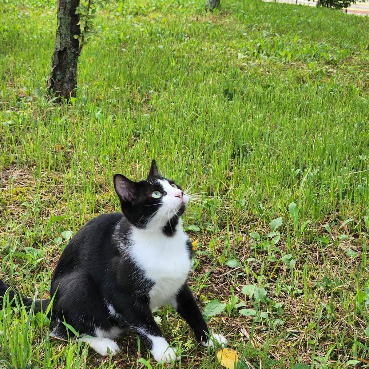 고양이 ㄱㅇㅇ🤍