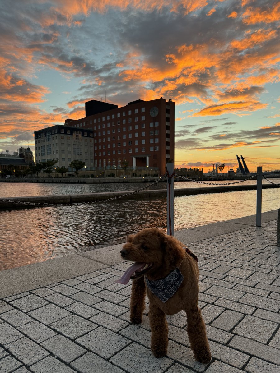 youtu.be/qphs31yLcZk?si…

ルーク定位置に付きましたので

お休みなさい🌙🥃♪