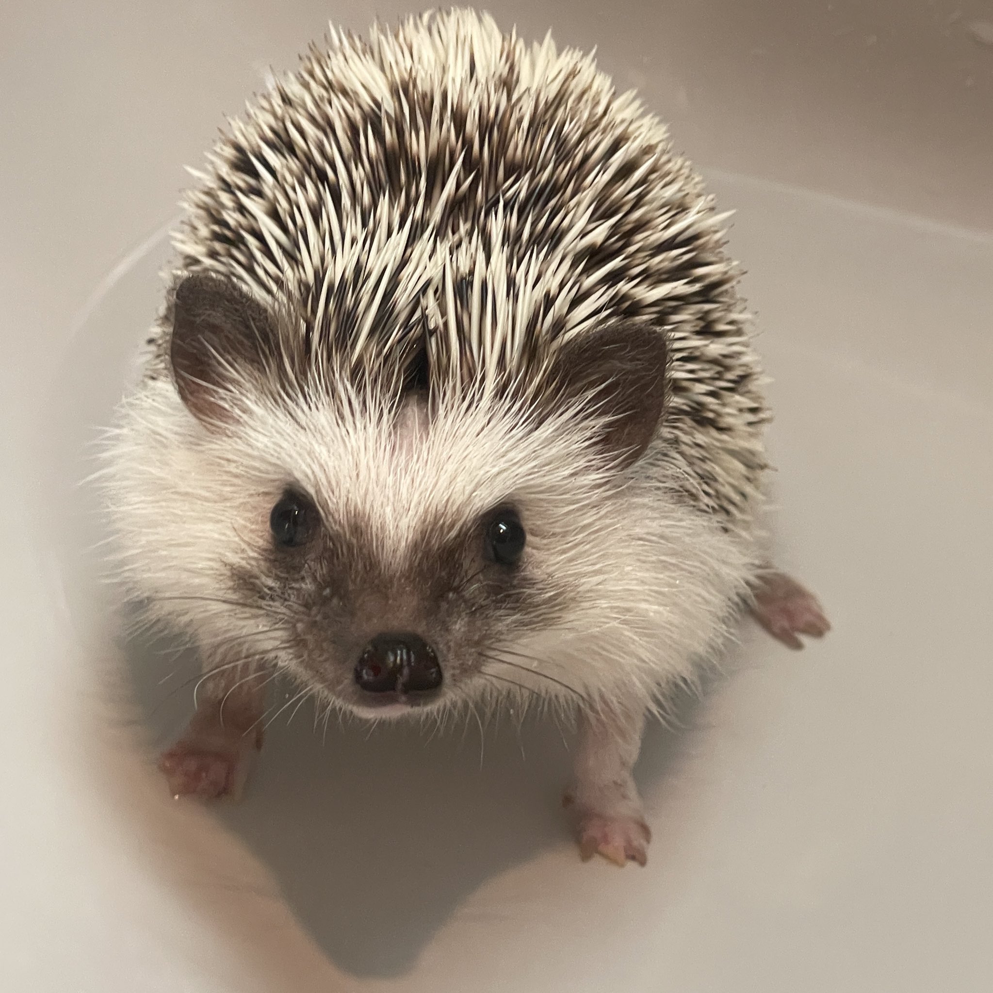 Hedgehog Studio はりねずみ工房　Runaway 歪み系 Hedgehog Studio はりねずみ工房 Runaway 歪み系
