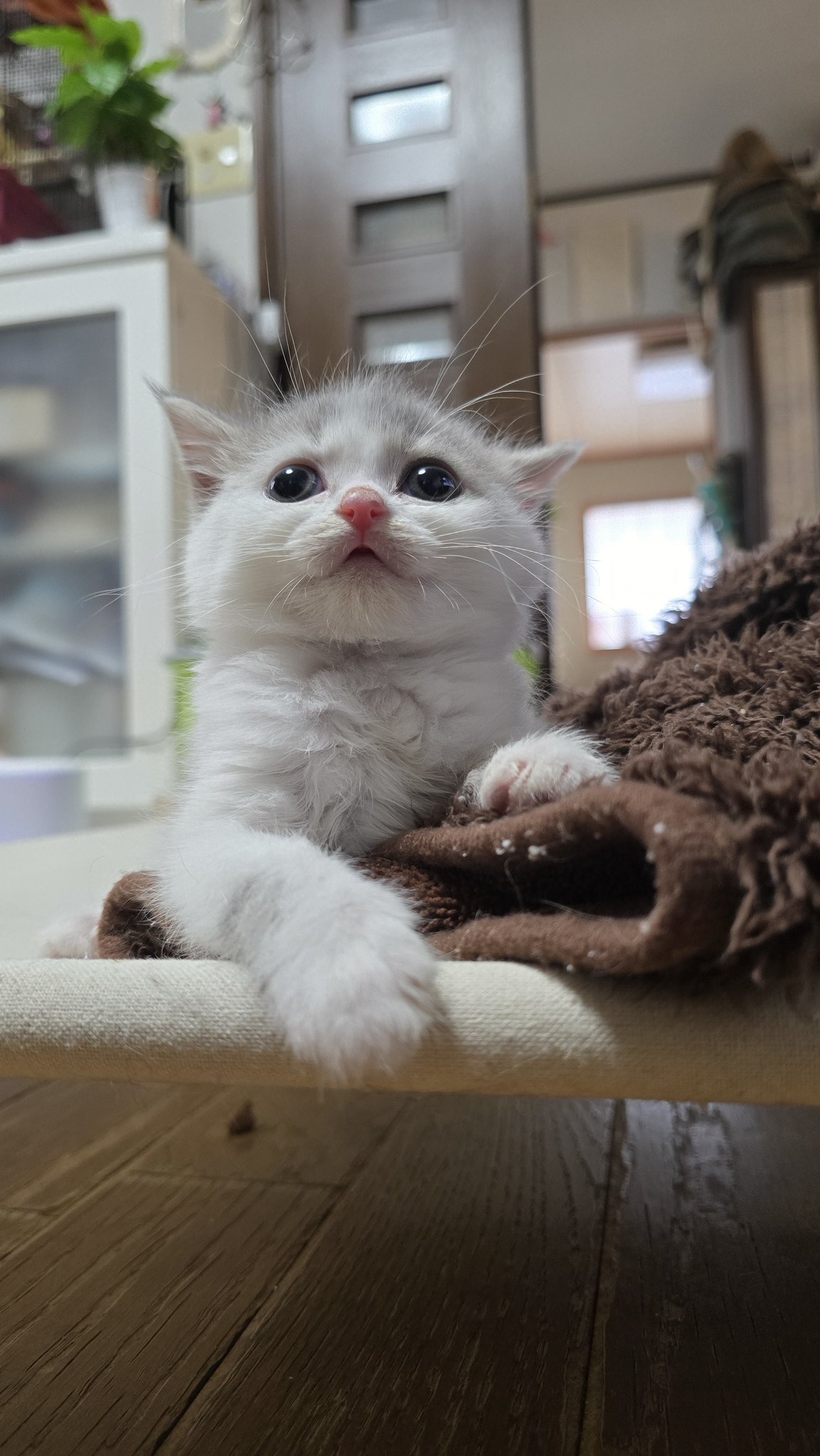 こねこ屋様♡ありがとうございます♡ 猫も平和を祈っております。