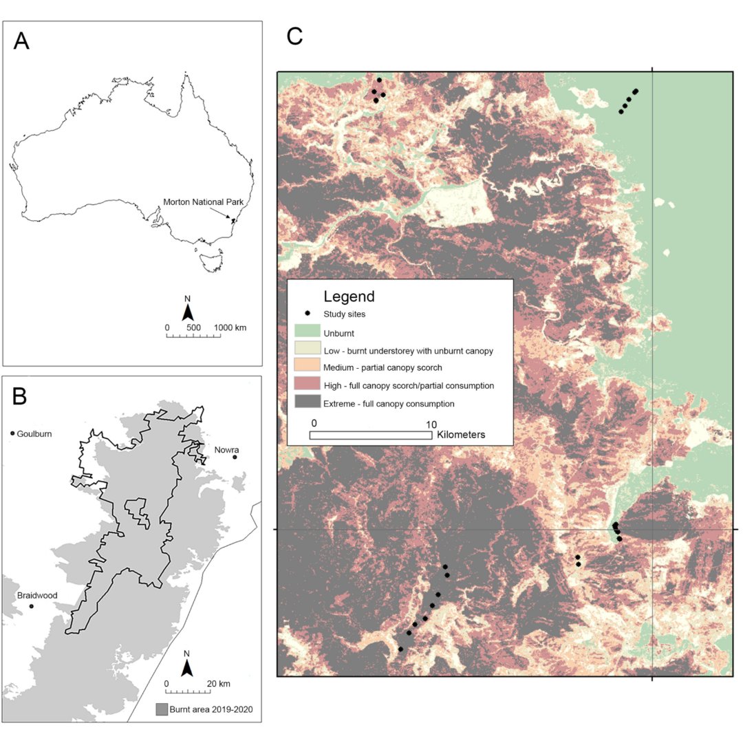 Fire_MDPI's tweet image. #firemdpi 
🔥After the Megafires: Effects of Fire Severity on Reptile Species Richness and Occupancy in South-Eastern Australia
 
👉brnw.ch/21wVqvH

#megafire #high_severity #community_structure #thermal_regimes