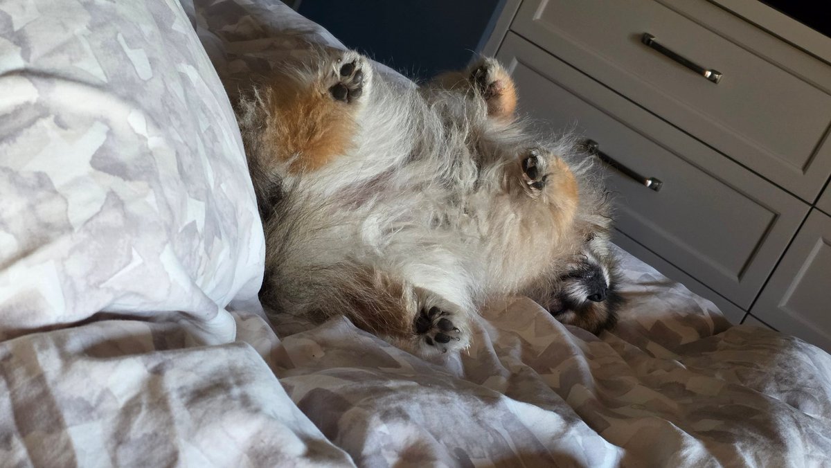 Mochi having puppy dog dreams...