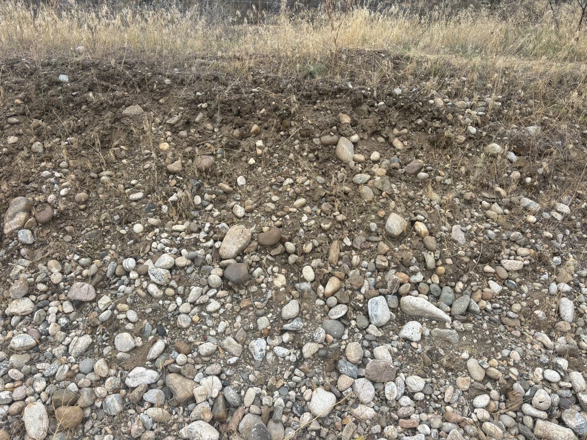 SpacedogWines's tweet photo. While we wait for the tests on our Viognier…potentially 3 weeks early, here’s a picture of the terroir of our Cab Sauv vineyard on Black Sage. More rocky and structured than south Black Sage road. 

#terroir #cabernetsauvignon 
#bcwines https://t.co/AQ8vYFeVUf