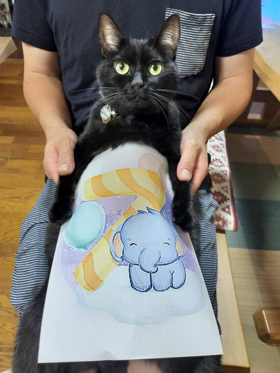 一般社団法人猫じゃらし on X: 