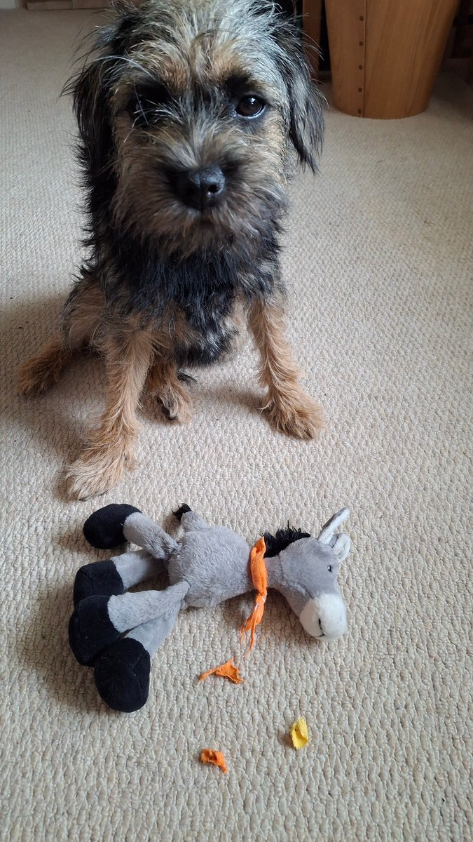 Donkey got it while mum was on a silly Teams call. Carnage 🤭
<a href="/Riley_roo888/">Sir Riley & Sir Rooster</a>