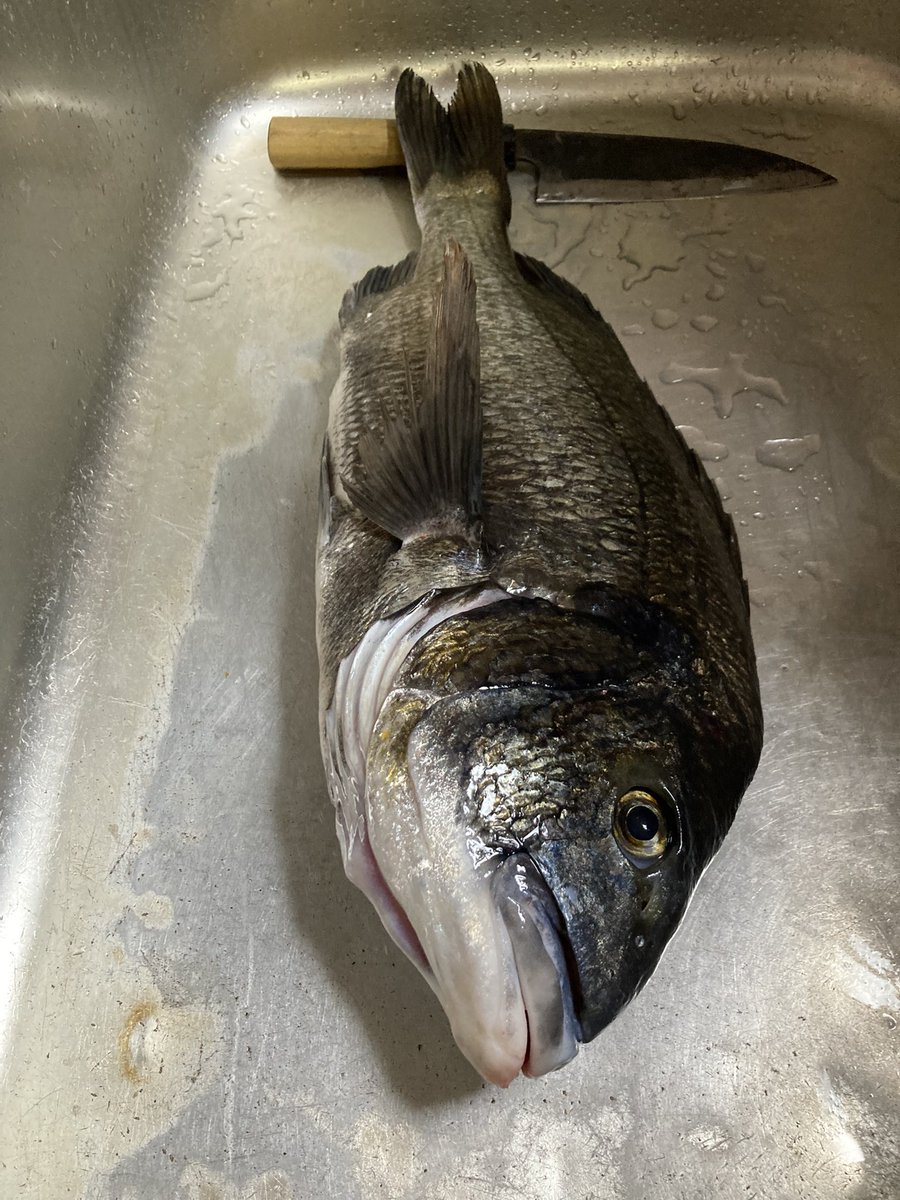 花凛さん！大っきいチヌ釣れたよ！
48cmだよ😆
夕まずめ一発狙い✨
お刺身にするよ〜

花凛「さぁお酒の準備はできています❤️新潟の美酒、月不見の池なのです☺️」
