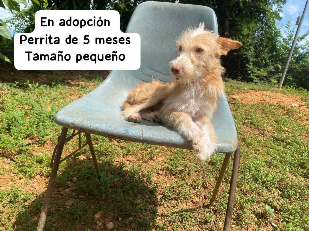 PerroUsuario's tweet image. Ubicación: Santa Teresa del Tuy 
Tlf 04142328952
Persona responsable que pueda esterilizarla.  Es una perrita tranquila, cariñosa. Aproximadamente 5 meses, fue encontrada con su hermanita (que ya fue adoptada) en una autopista. Caso de terceros